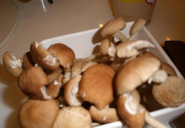 茶树菇