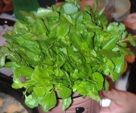 西洋菜