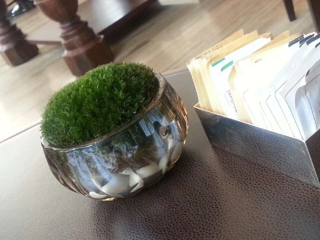 桌面的小植物装饰