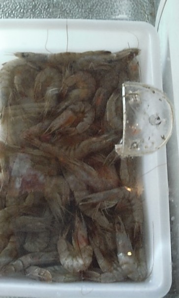 新鲜的虾