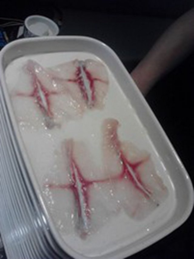斑鱼