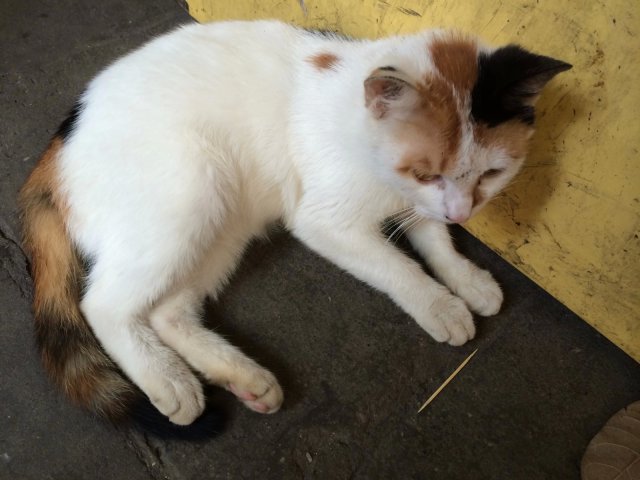 店里的猫