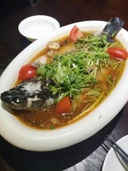 西贡明炉乌鳢