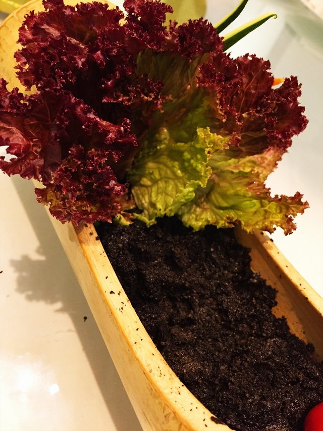 有机蔬菜沙拉