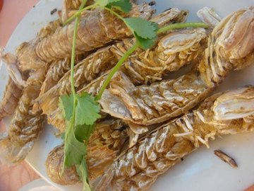 濑尿虾