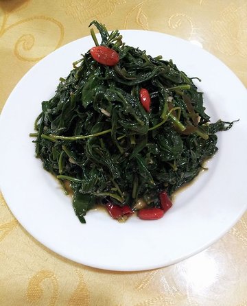 枸杞苗