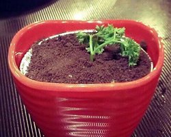 盆栽提拉米苏