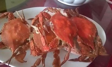 梭子蟹