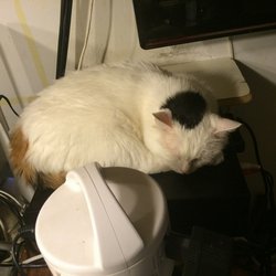 睡觉的猫咪