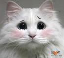 猪三样的马甲