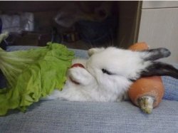 琉璃猪