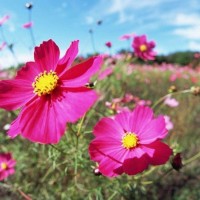 懜婳悝
