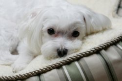 喜欢吃的小瓶子