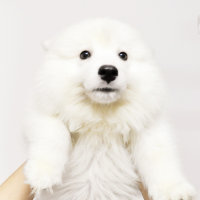 肥犬王纸