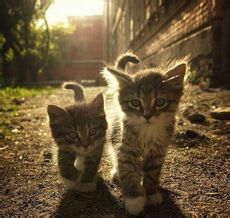 丁丁de小猫
