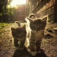 丁丁de小猫