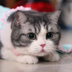 两只猫