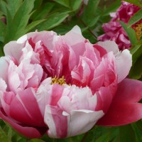柚子茶悠悠