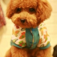 jingjingyang