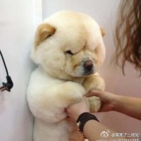 就是爱吃鱼