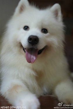 蓝bear