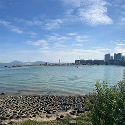 小葡萄籽